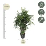 Rhapis Excelsa kamerplant – breedbladige palmvaren