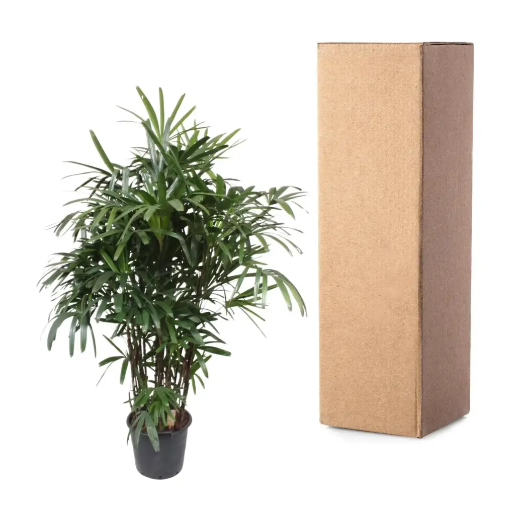 Rhapis Excelsa kamerplant – breedbladige palmvaren