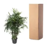 Rhapis Excelsa kamerplant – breedbladige palmvaren