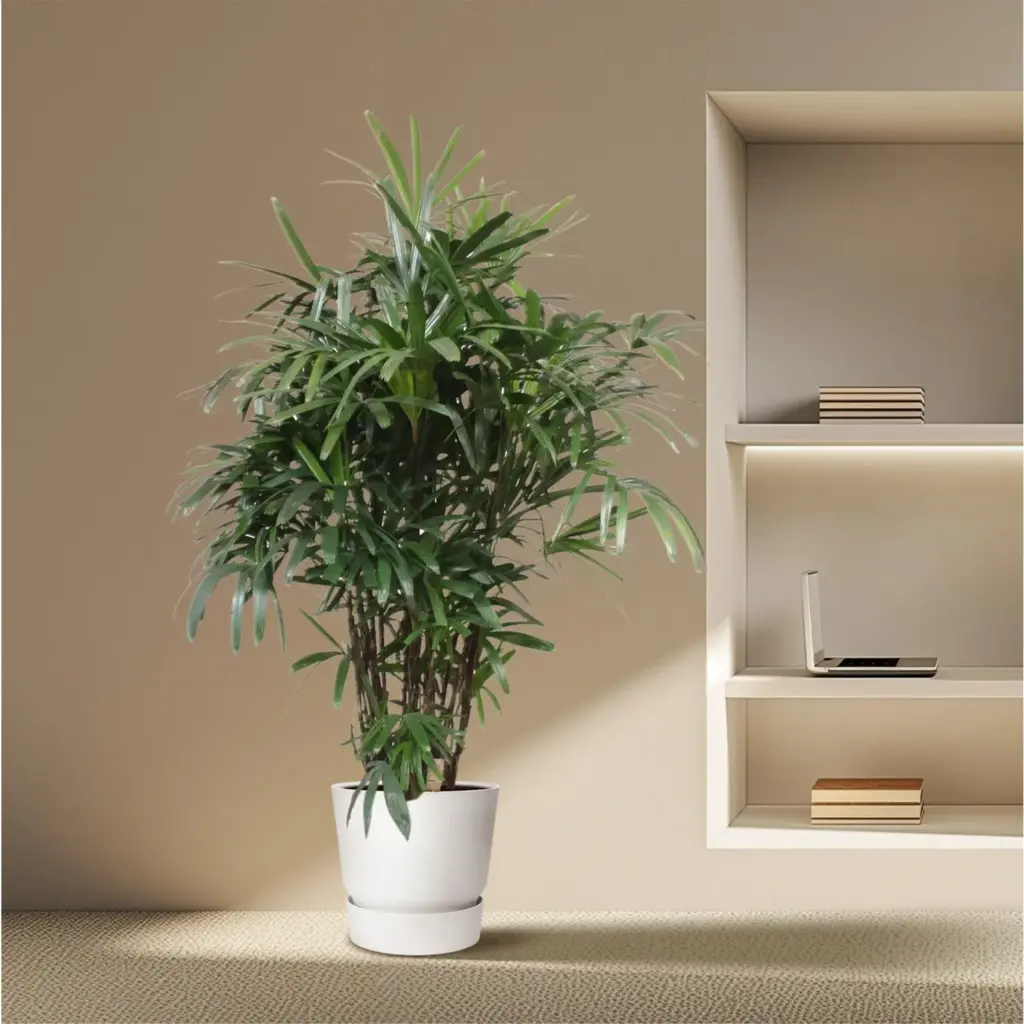 Rhapis Excelsa kamerplant – breedbladige palmvaren
