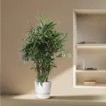 Rhapis Excelsa kamerplant – breedbladige palmvaren