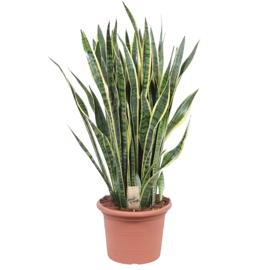 Sansevieria Laurentii kamerplant – vrouwentong