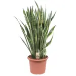 Sansevieria Laurentii kamerplant – vrouwentong
