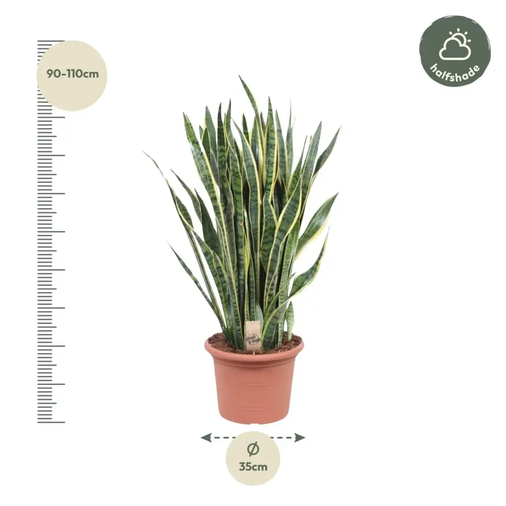 Sansevieria Laurentii kamerplant – vrouwentong