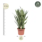 Sansevieria Laurentii kamerplant – vrouwentong