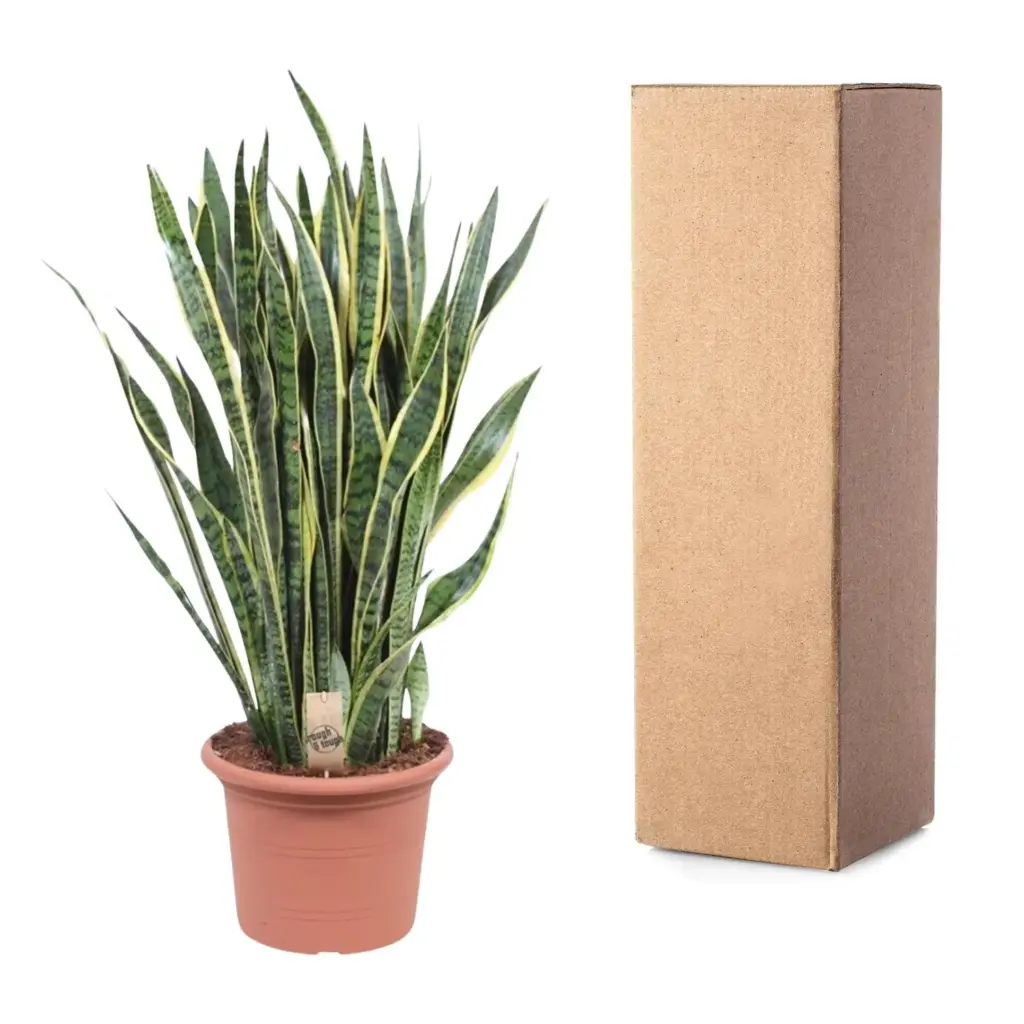 Sansevieria Laurentii kamerplant – vrouwentong