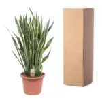 Sansevieria Laurentii kamerplant – vrouwentong