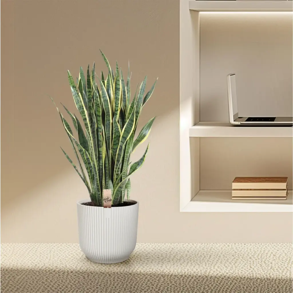Sansevieria Laurentii kamerplant – vrouwentong