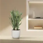 Sansevieria Laurentii kamerplant – vrouwentong