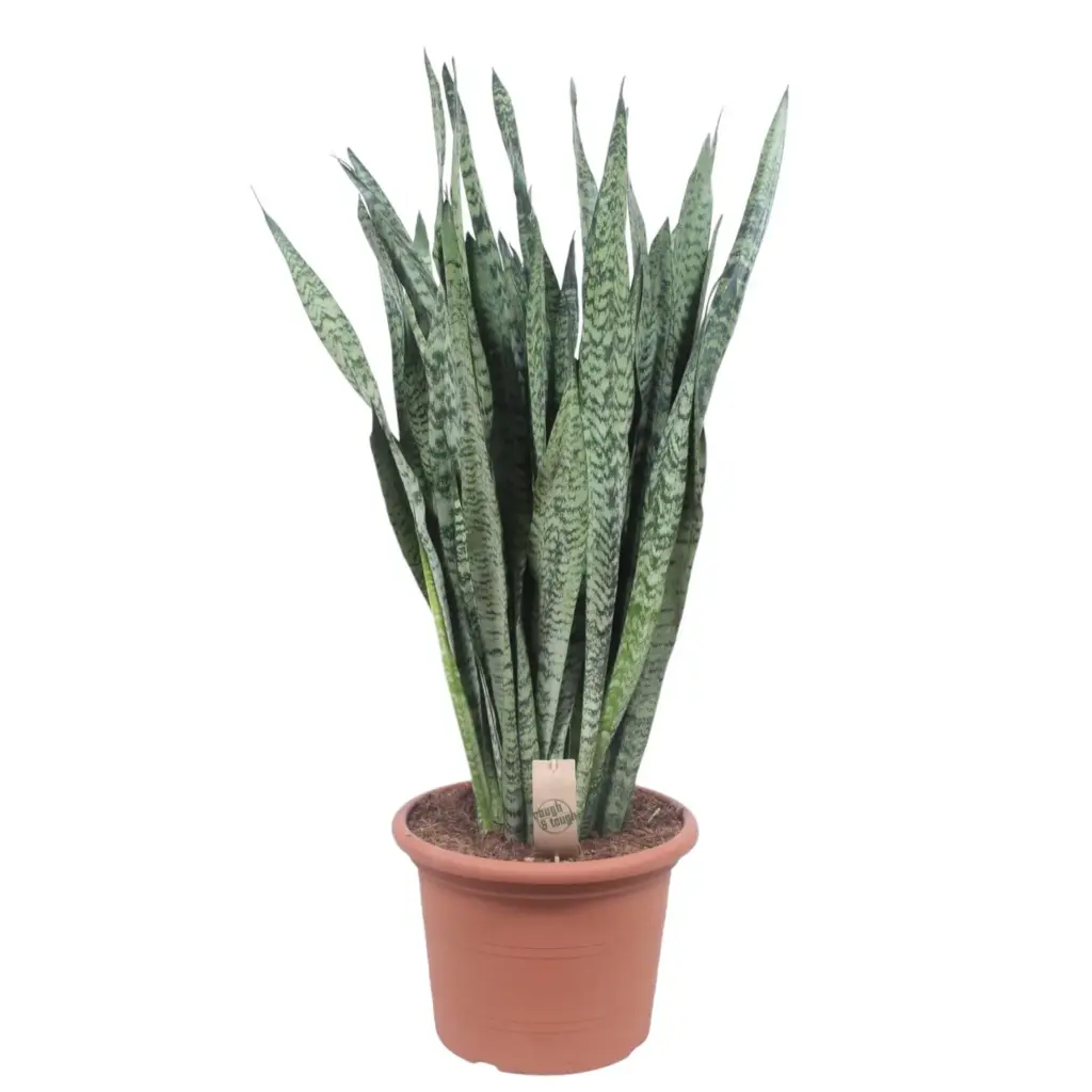 Sansevieria Zeylenica grote kamerplant