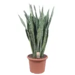 Sansevieria Zeylenica grote kamerplant
