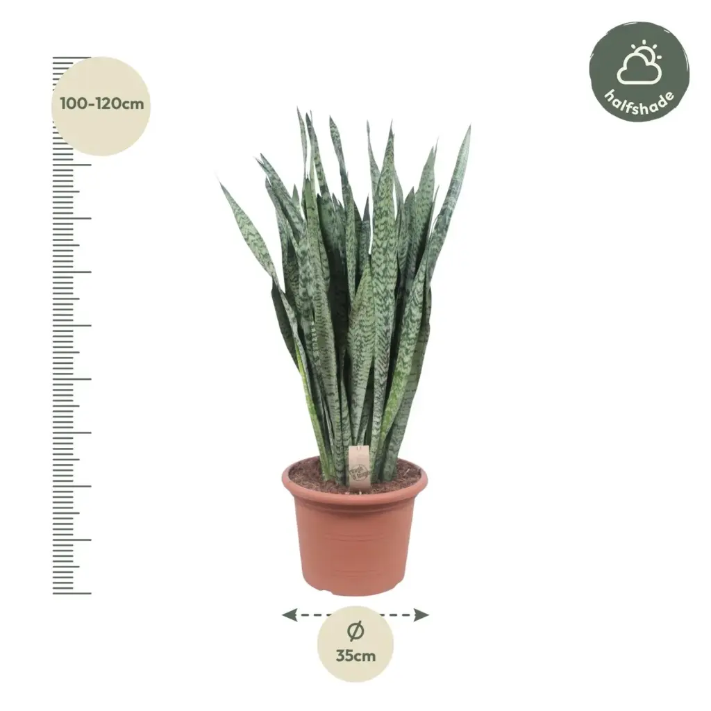 Sansevieria Zeylenica grote kamerplant