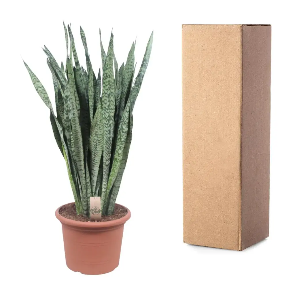 Sansevieria Zeylenica grote kamerplant