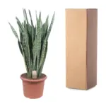 Sansevieria Zeylenica grote kamerplant
