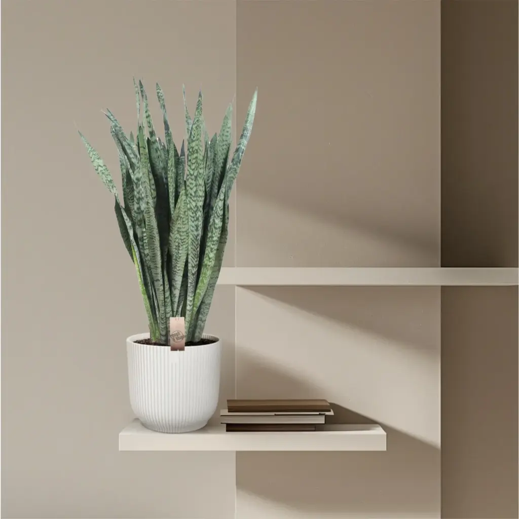 Sansevieria Zeylenica grote kamerplant