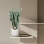 Sansevieria Zeylenica grote kamerplant