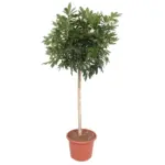Schefflera Arboricola Compacta kamerplant – boom