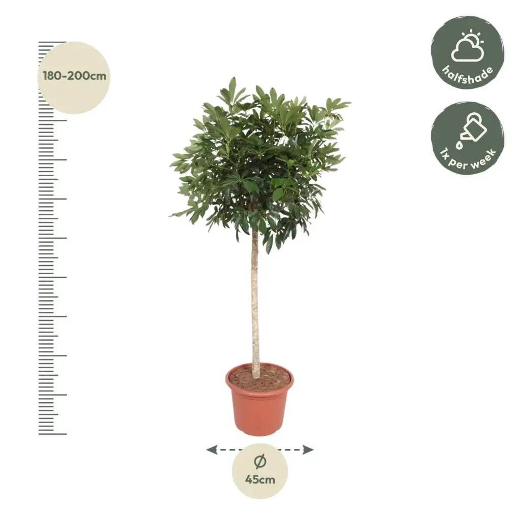Schefflera Arboricola Compacta kamerplant – boom
