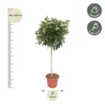 Schefflera Arboricola Compacta kamerplant – boom