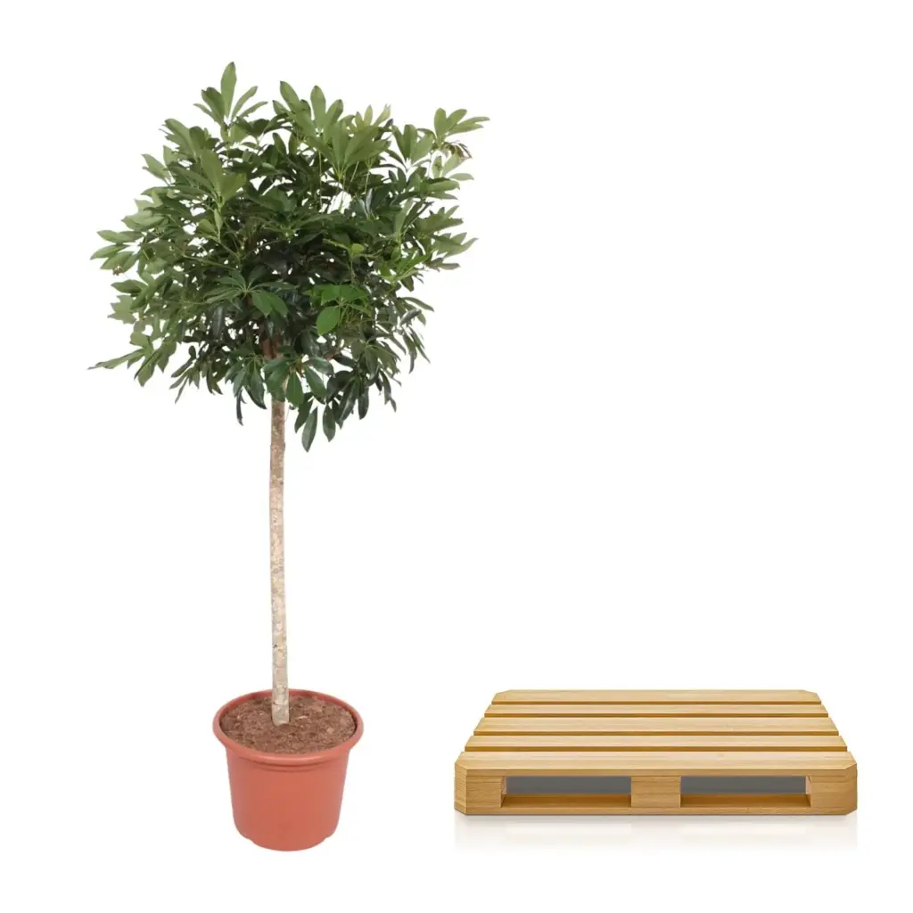 Schefflera Arboricola Compacta kamerplant – boom
