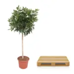 Schefflera Arboricola Compacta kamerplant – boom