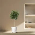 Schefflera Arboricola Compacta kamerplant – boom
