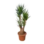 Yucca Elephantipes vertakt – grote kamerplant