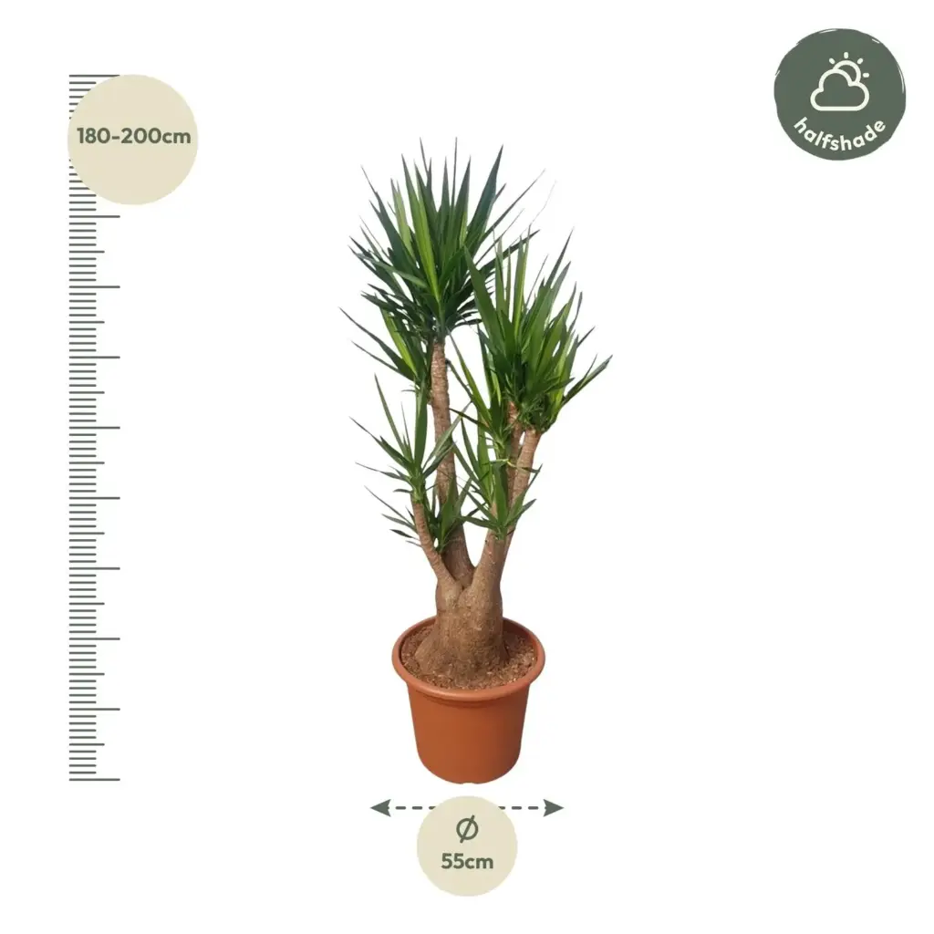 Yucca Elephantipes vertakt – grote kamerplant