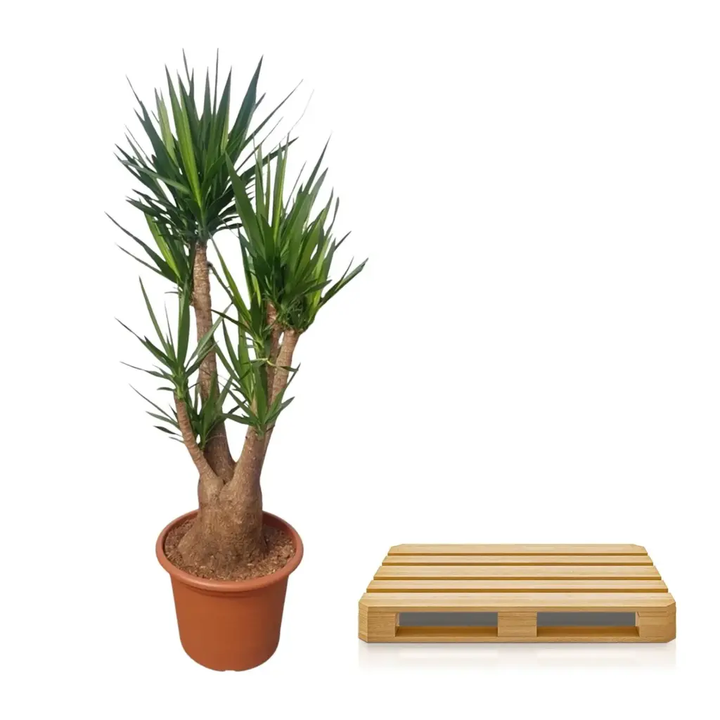 Yucca Elephantipes vertakt – grote kamerplant