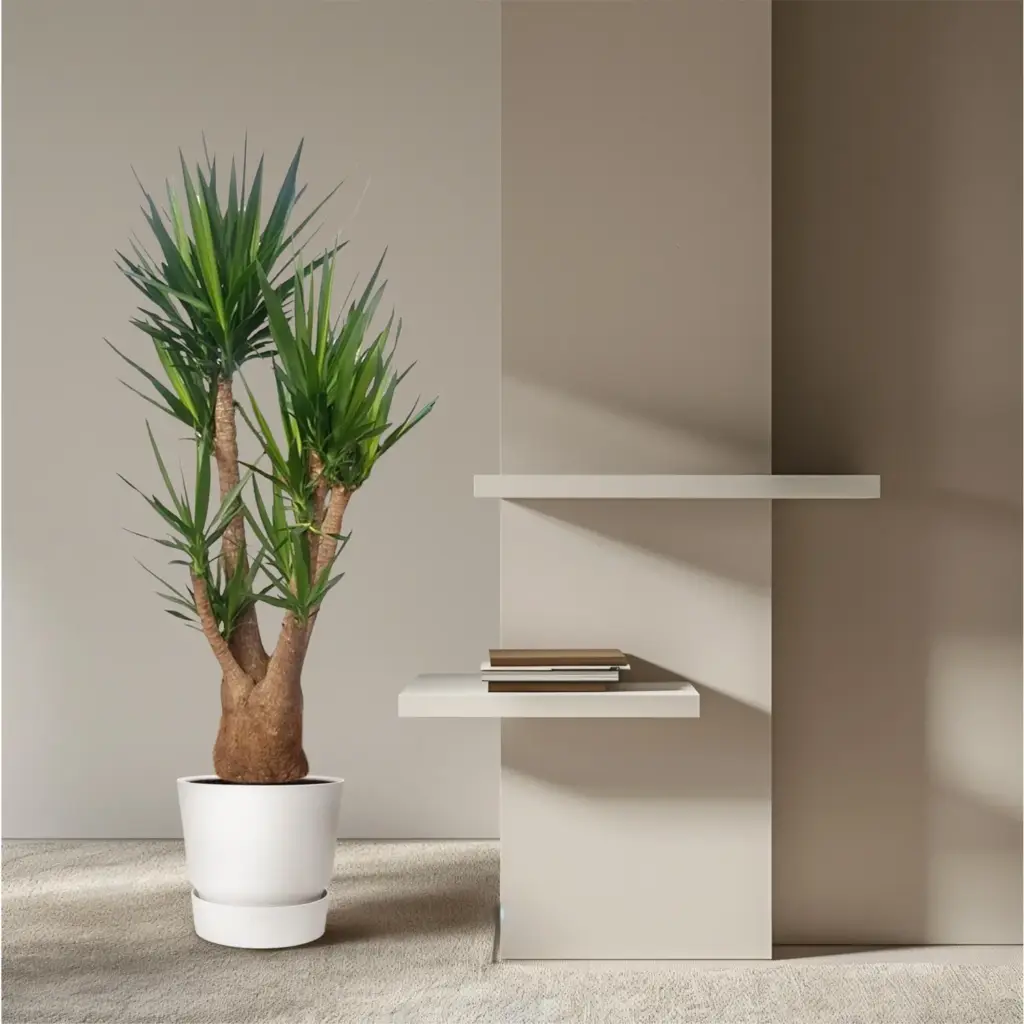 Yucca Elephantipes vertakt – grote kamerplant