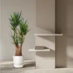 Yucca Elephantipes vertakt – grote kamerplant