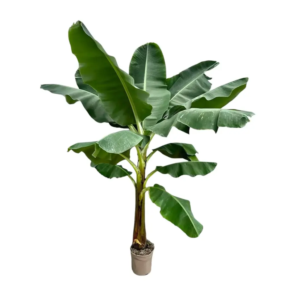 Musa bananenplant – tropische kamerplant
