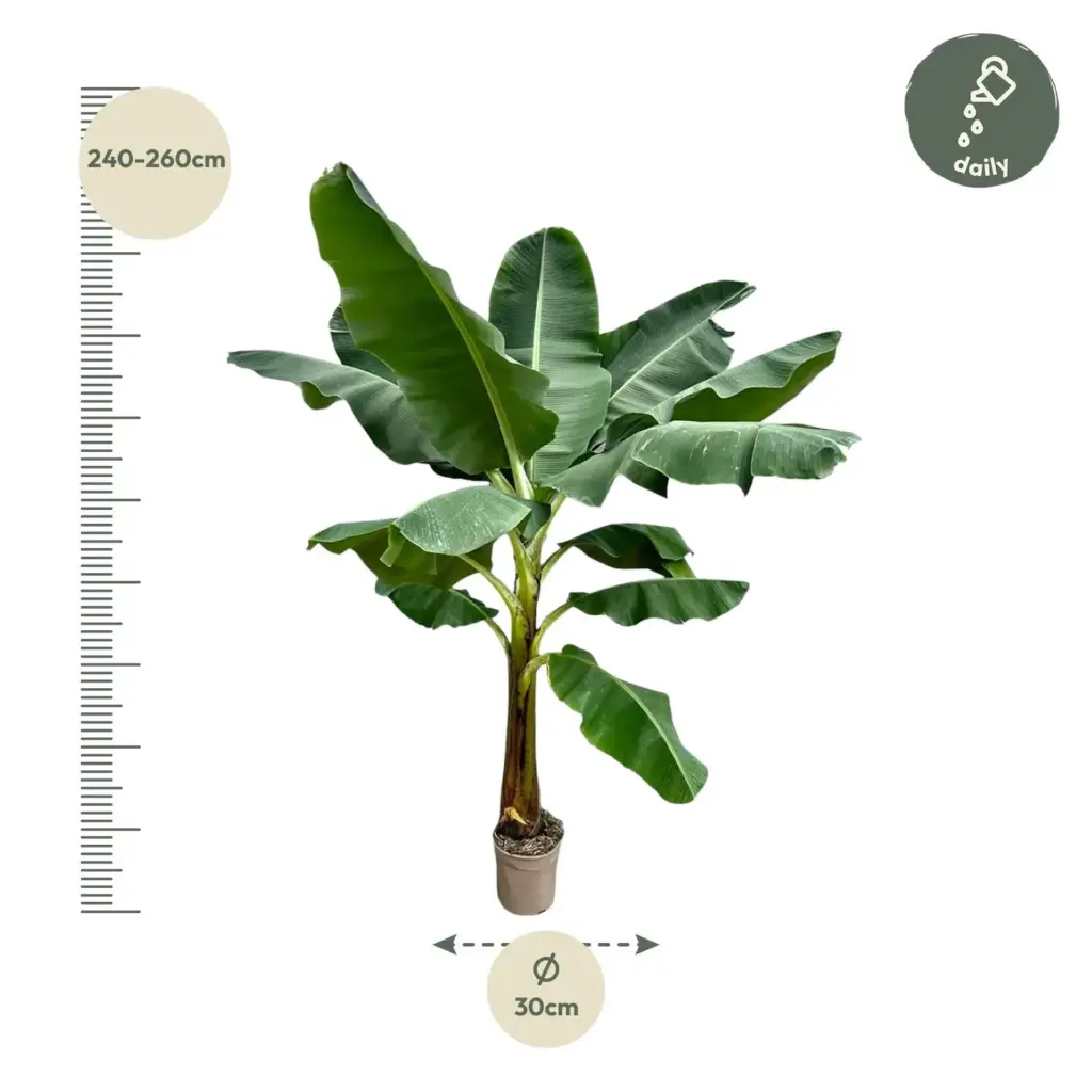 Musa bananenplant – tropische kamerplant