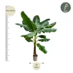 Musa bananenplant – tropische kamerplant