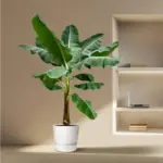 Musa bananenplant – tropische kamerplant