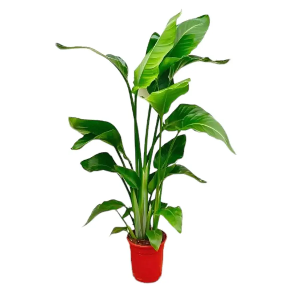 Strelitzia Nicolai kamerplant – paradijsvogelplant