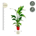 Strelitzia Nicolai kamerplant – paradijsvogelplant