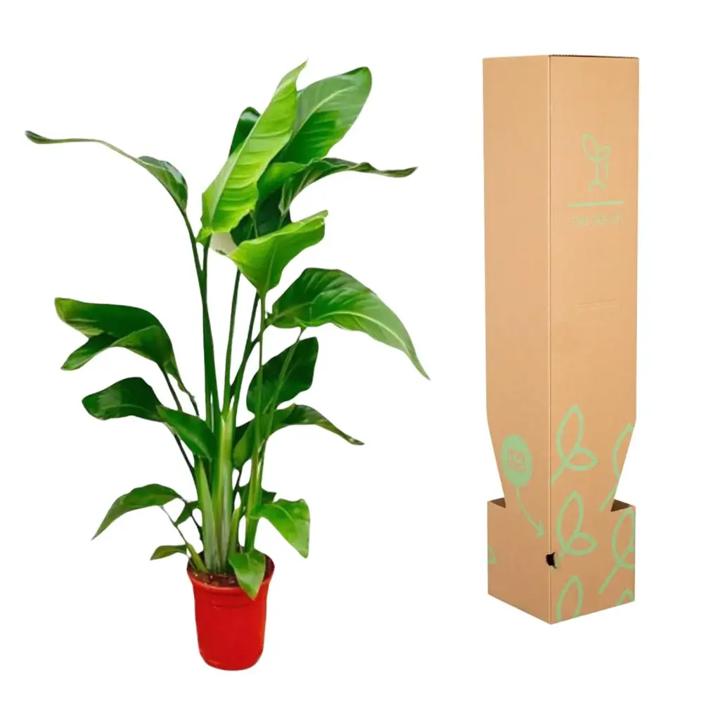 Strelitzia Nicolai kamerplant – paradijsvogelplant