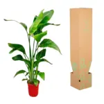 Strelitzia Nicolai kamerplant – paradijsvogelplant