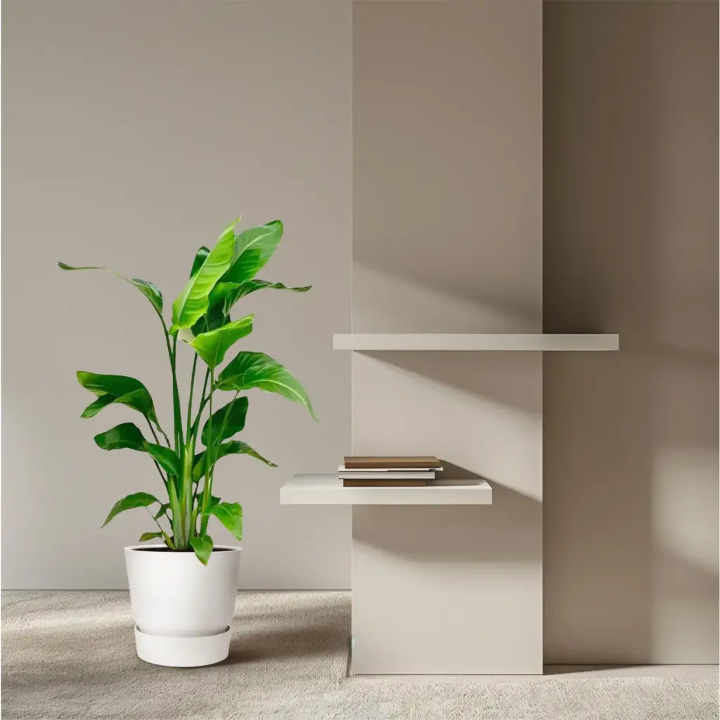 Strelitzia Nicolai kamerplant – paradijsvogelplant