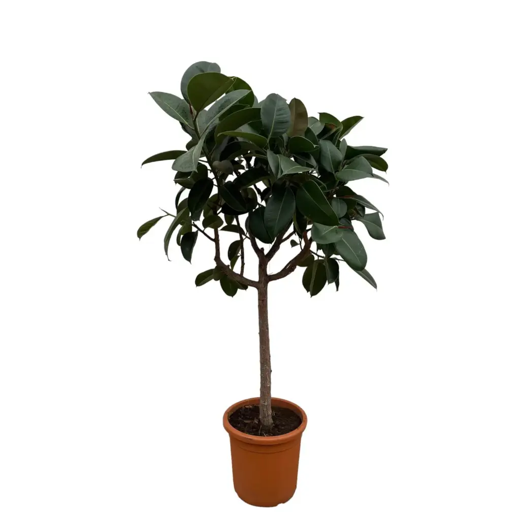 Ficus Elastica Robusta op stam – kamerplant