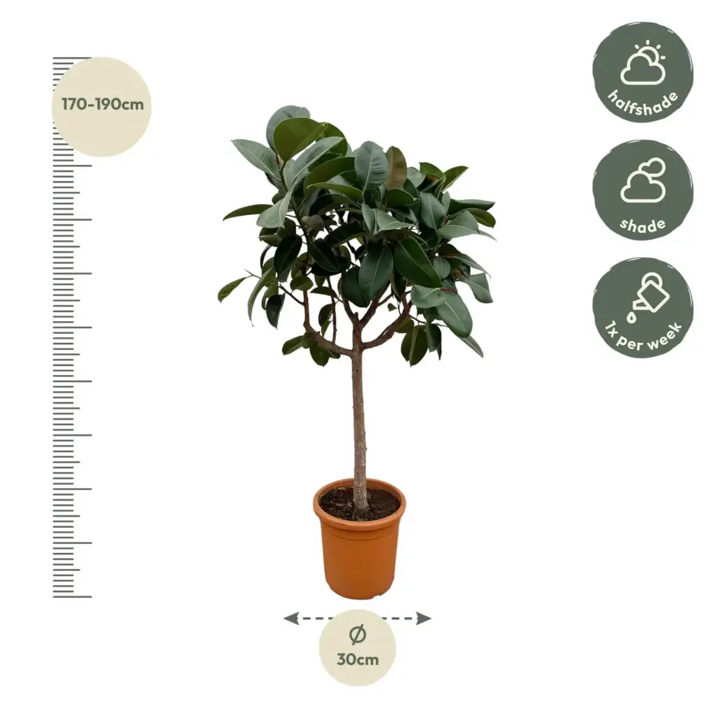 Ficus Elastica Robusta op stam – kamerplant