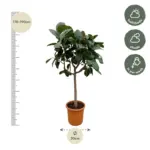 Ficus Elastica Robusta op stam – kamerplant
