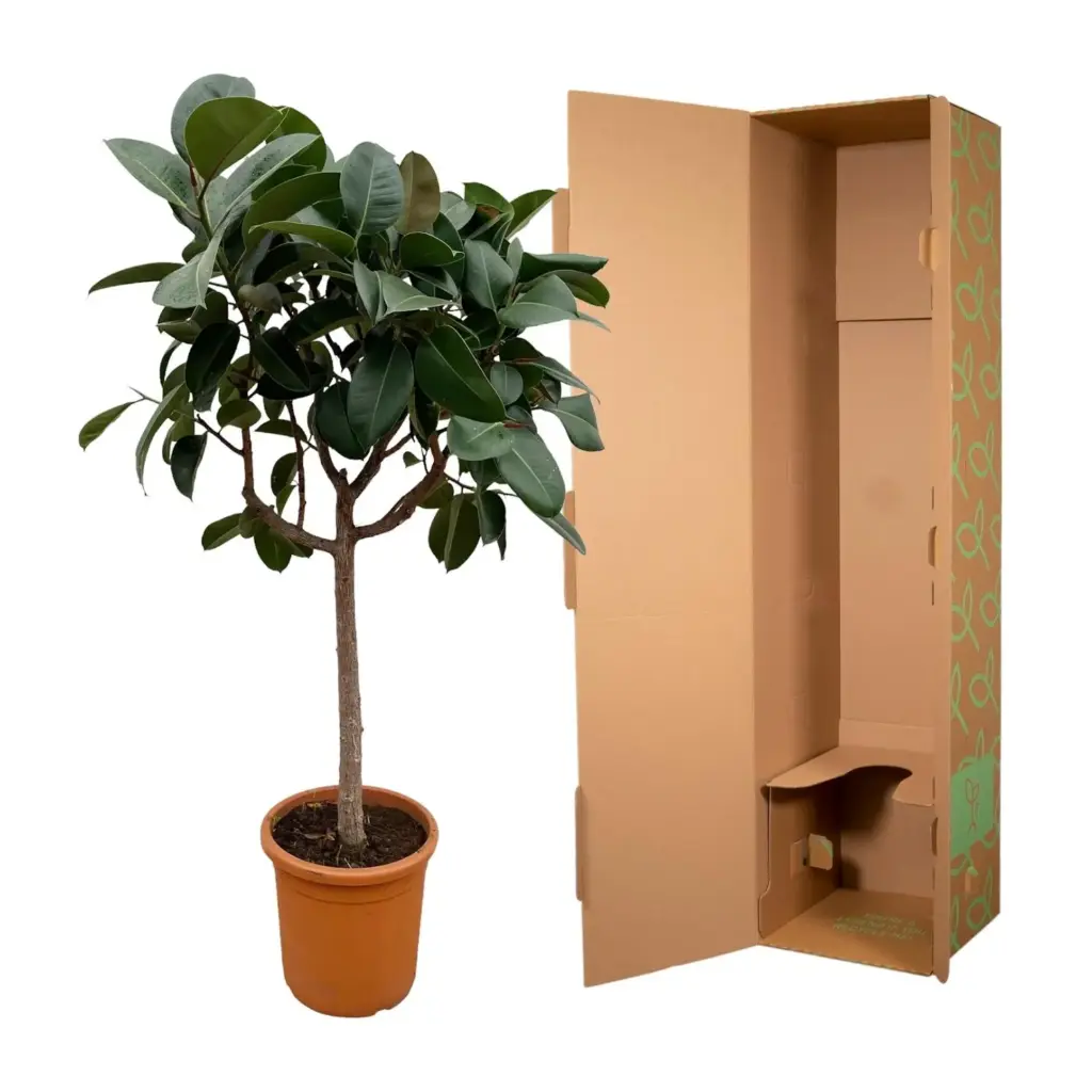 Ficus Elastica Robusta op stam – kamerplant