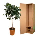 Ficus Elastica Robusta op stam – kamerplant