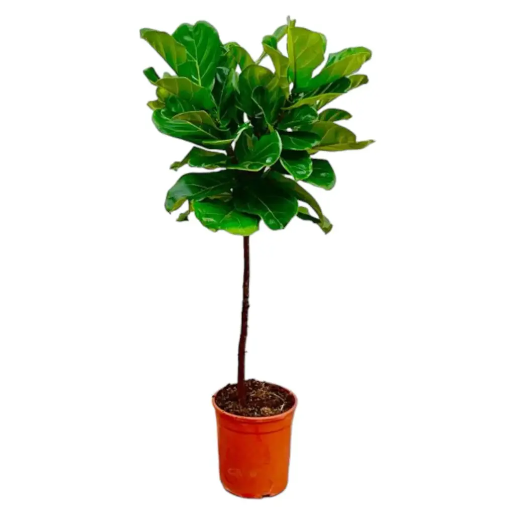 Ficus Lyrata op stam – slanke kamerplant