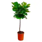Ficus Lyrata op stam – slanke kamerplant
