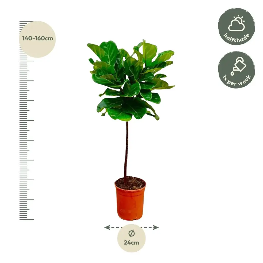 Ficus Lyrata op stam – slanke kamerplant