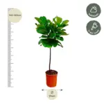 Ficus Lyrata op stam – slanke kamerplant