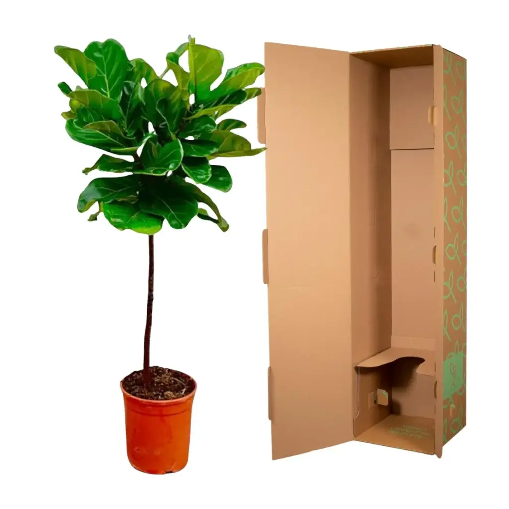 Ficus Lyrata op stam – slanke kamerplant